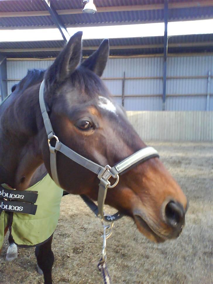 Trakehner Al Capone  - Capone efter at være blevet healet af en svensk Healer. Noget så frisk, så han sprang rundt i bukkespring, som han ikke måtte pga benet. billede 9