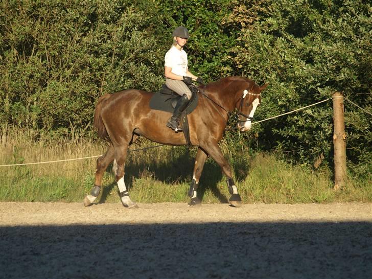Dansk Varmblod Quadrifóglio billede 15