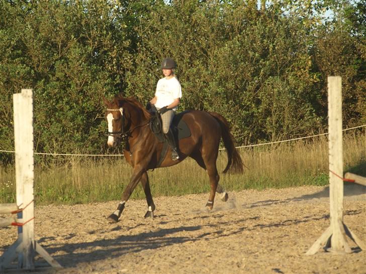 Dansk Varmblod Quadrifóglio billede 16