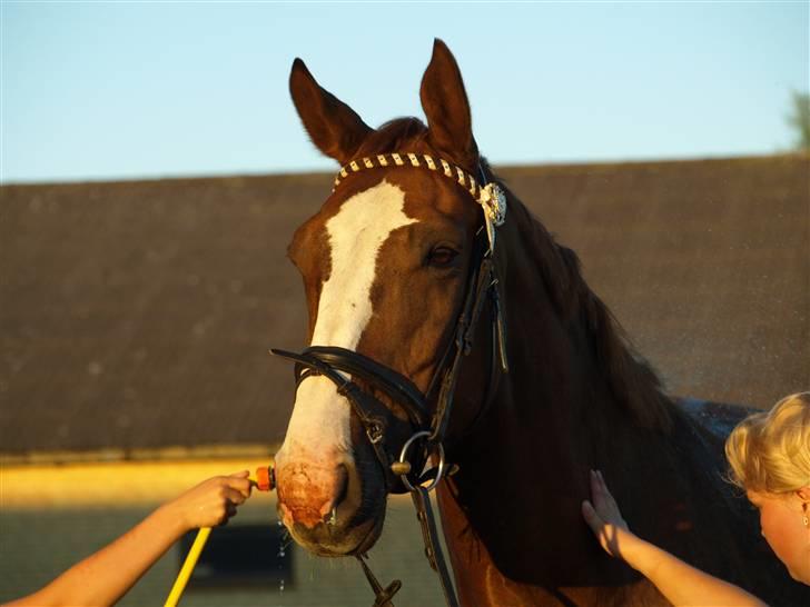 Dansk Varmblod Quadrifóglio billede 17