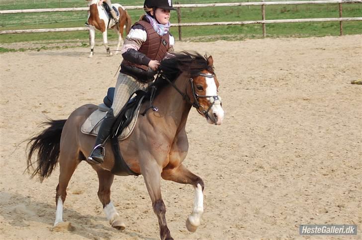 Welsh Pony af Cob-type (sec C) FOKUS - Fokus og jeg - Springtræning, KOOR. billede 11