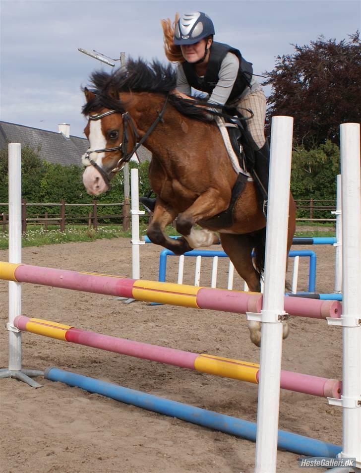 Welsh Pony af Cob-type (sec C) FOKUS - Fokus og Anée Keller - springtræning, Korshøjgaard. billede 12