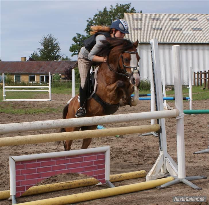 Welsh Pony af Cob-type (sec C) FOKUS - Fokus og Anée Keller - springtræning, Korshøjgaard. billede 13