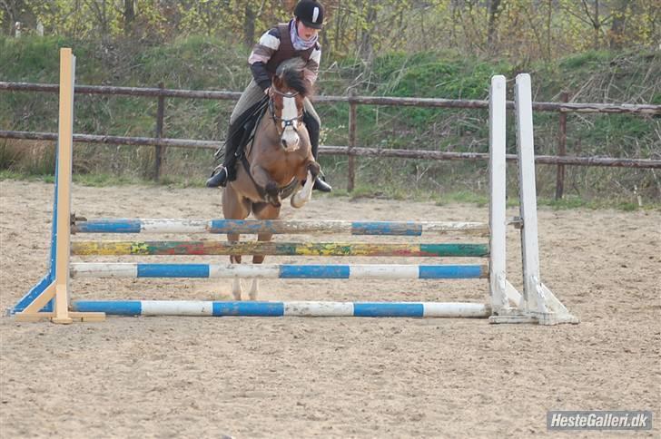 Welsh Pony af Cob-type (sec C) FOKUS - Fokus og jeg - Spring træning, KOOR. billede 16