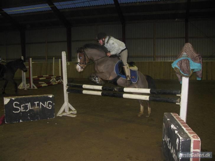 Welsh Pony af Cob-type (sec C) FOKUS - Fokus og jeg - Springtræning, herhjemme. billede 17