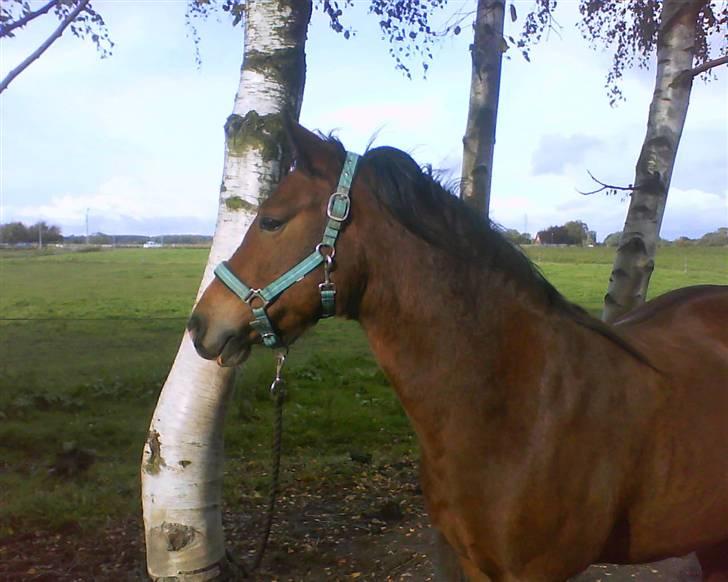 DSP Cavalie's Spoky Joker - Endnu et modelbillede af Joker, for se flot ud DET kan han... billede 15