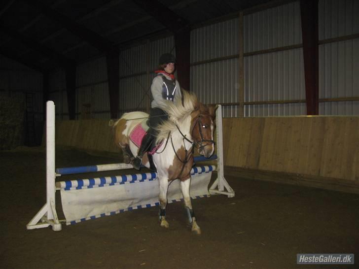 Pinto hokus Pokus  (red, SOLGT) - hooop;p foto anèe (mesterfotografen) billede 16
