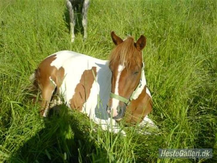 Pinto hokus Pokus  (red, SOLGT) - sommer er dejlig<´333 billede 18