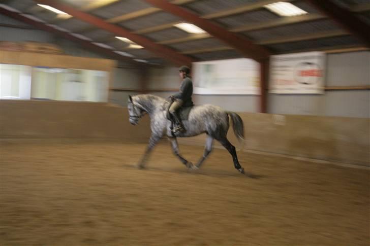 Trakehner Amadeus Stald Falkenberg   - Himmelhest - 18.02.2010 man kan rigtig se han er blevet lys billede 2