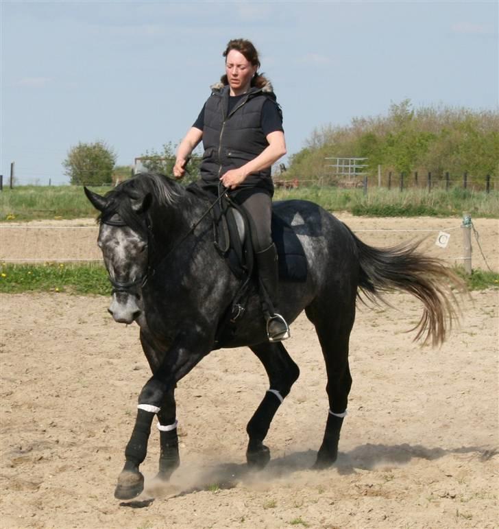 Trakehner Amadeus Stald Falkenberg   - Himmelhest - Så from han ser ud, kort forinden havde han lavet lidt små tricks billede 3