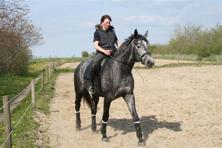 Trakehner Amadeus Stald Falkenberg   - Himmelhest - Hvem er den mand der står og tager billeder ? billede 4