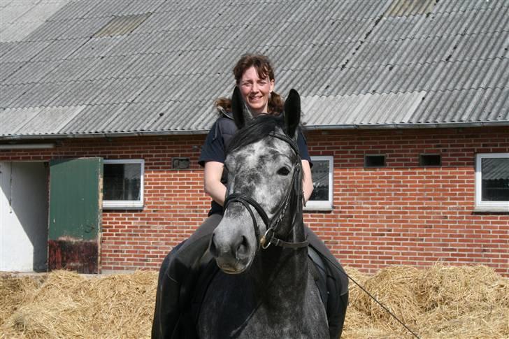 Trakehner Amadeus Stald Falkenberg   - Himmelhest - Verdens sødeste hest billede 5