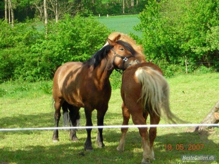 Anden særlig race Jack *AFLIVET SAVNER DIG* billede 16