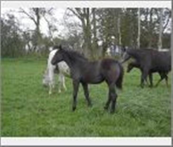 Trakehner Amadeus Stald Falkenberg   - Himmelhest - Amadeus som føl. 2 mdr. gammel aug. 2004 billede 8