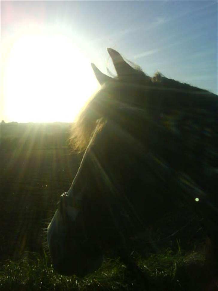 Welsh Pony af Cob-type (sec C) Åvangs Kiara billede 17