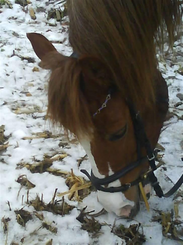 Welsh Pony af Cob-type (sec C) Åvangs Kiara billede 18