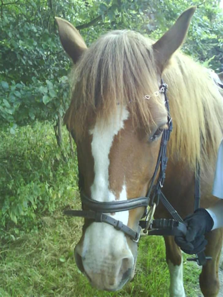 Welsh Pony af Cob-type (sec C) Åvangs Kiara billede 19