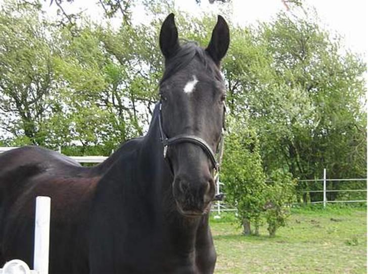 Oldenborg Blacki  solgt!  R.I.P. billede 6