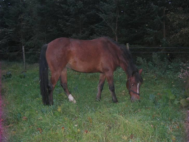 New Forest Majgårdens Cirkeline - Cirkeline på folden, oktober 2008 billede 7