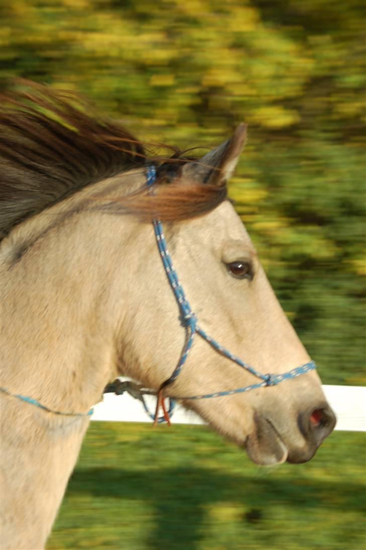 Welsh Pony af Cob-type (sec C) Fanny af Sønderbo billede 13