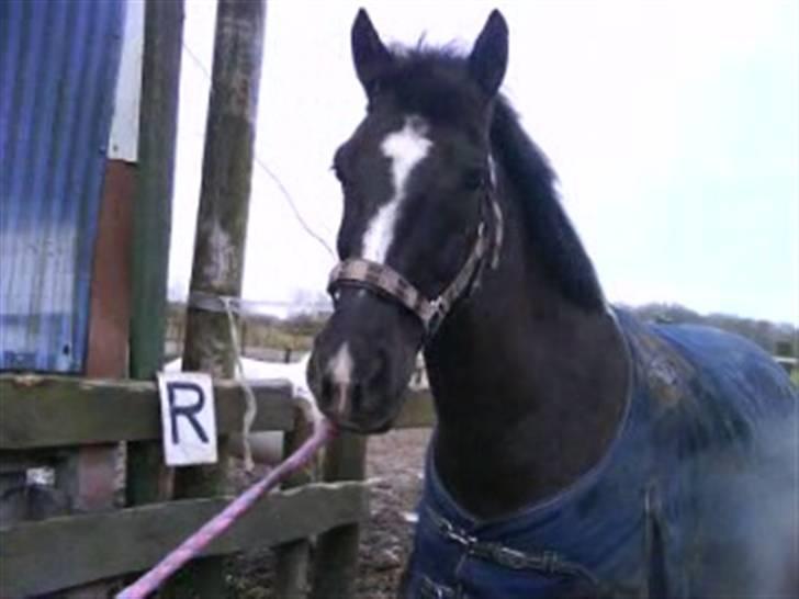 Anden særlig race Walter ( Min pony) - Velkommen til Walters profil (:<3 billede 1