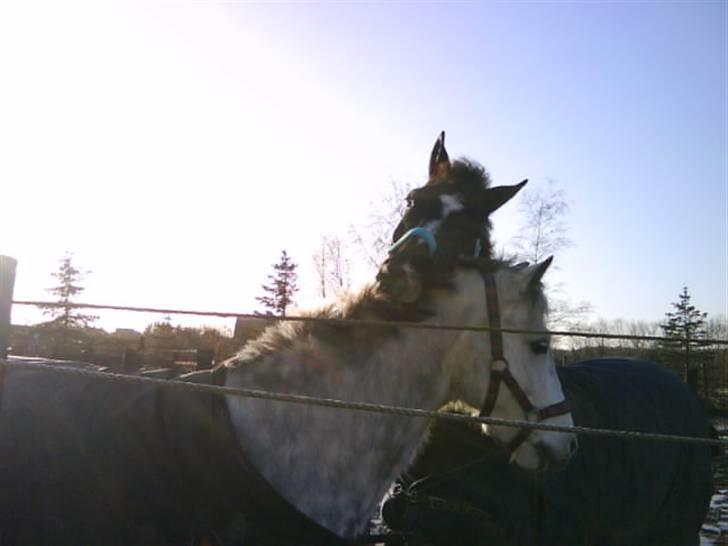 Anden særlig race Walter ( Min pony) - Walter og bedstevenindes pony Gaston <3 billede 2