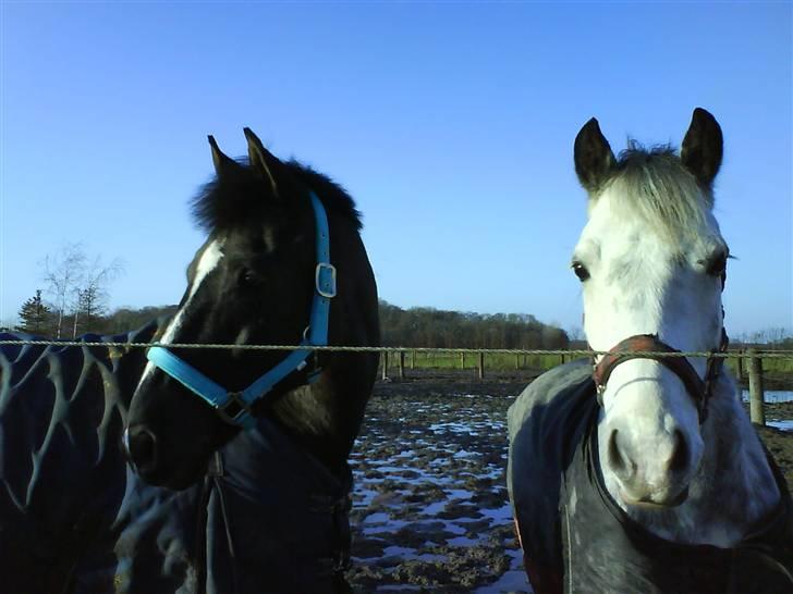 Anden særlig race Walter ( Min pony) - Walter og Gaston<3 billede 3