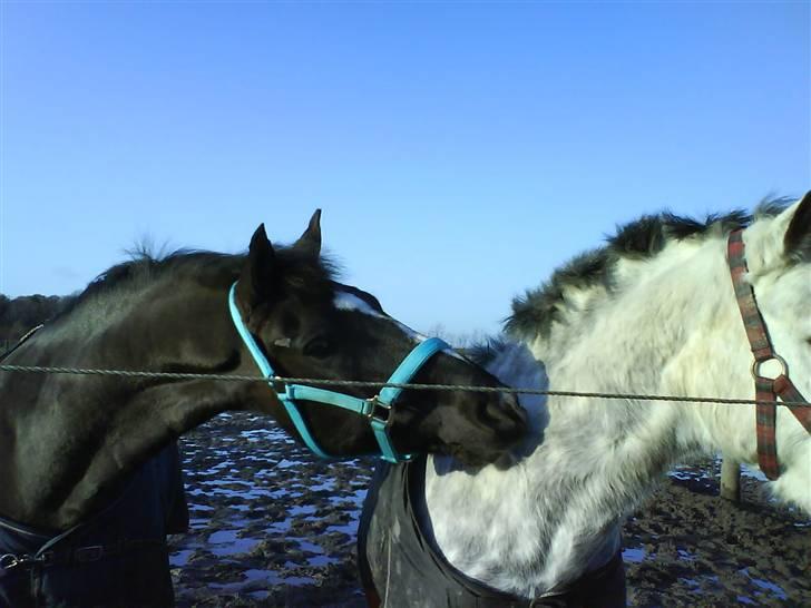 Anden særlig race Walter ( Min pony) - igen (; billede 4