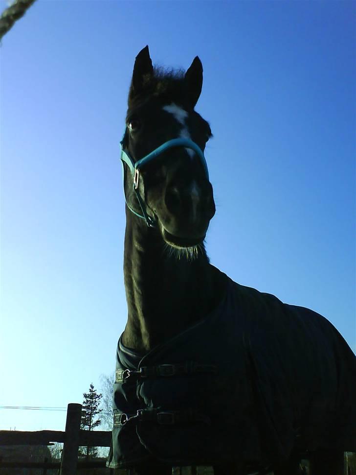 Anden særlig race Walter ( Min pony) - Hans smukke hoved billede 5