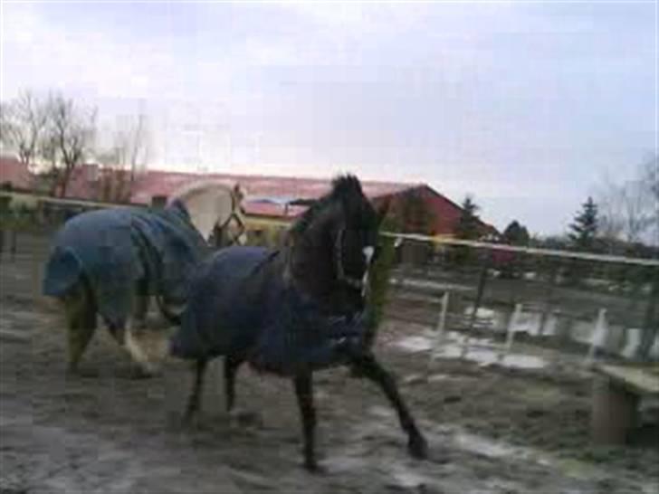 Anden særlig race Walter ( Min pony) - min smukke dreng billede 6