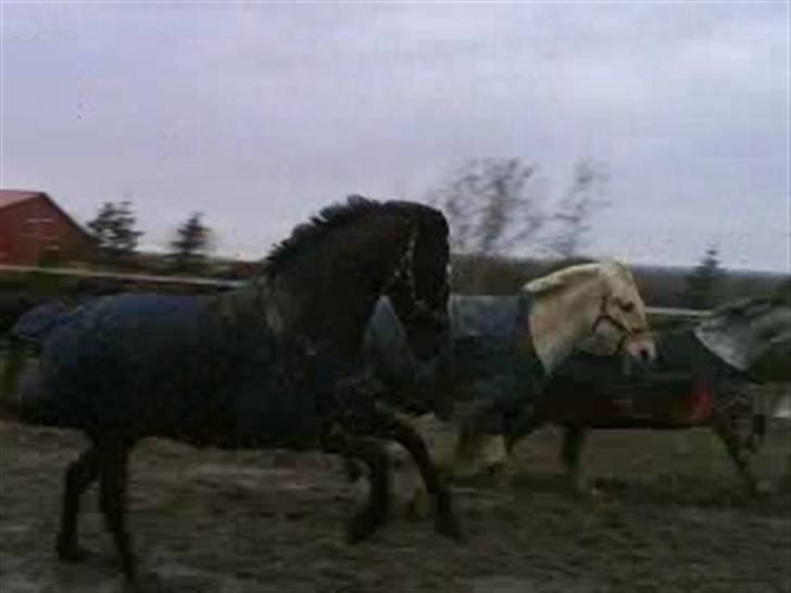 Anden særlig race Walter ( Min pony) billede 8
