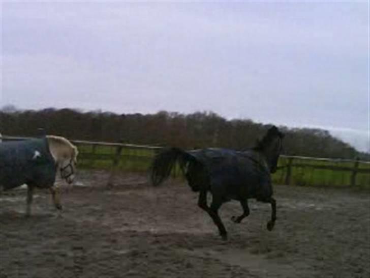 Anden særlig race Walter ( Min pony) billede 9