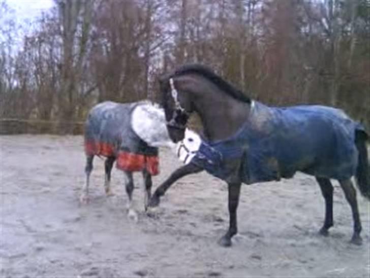 Anden særlig race Walter ( Min pony) billede 10