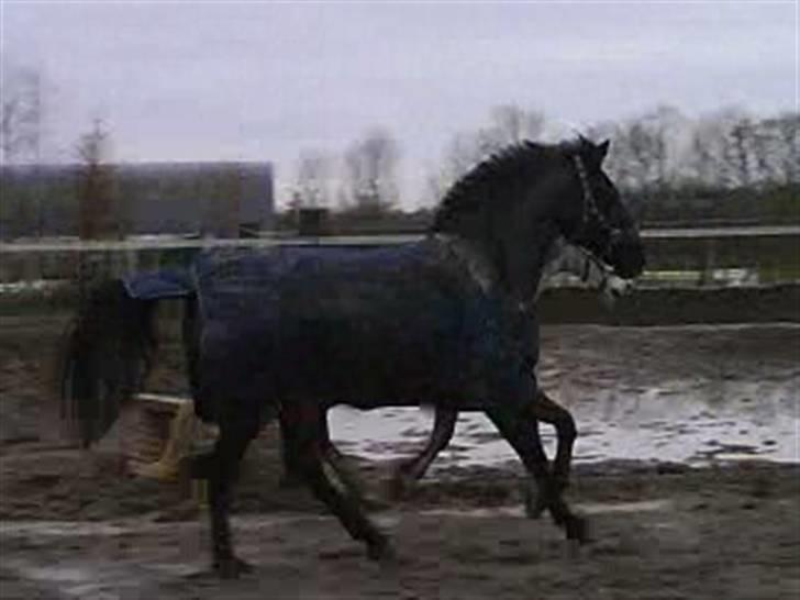 Anden særlig race Walter ( Min pony) billede 11