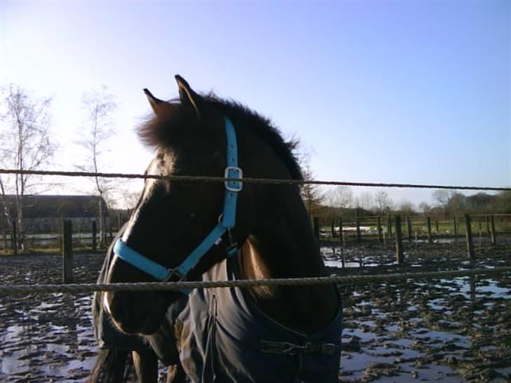 Anden særlig race Walter ( Min pony) billede 12