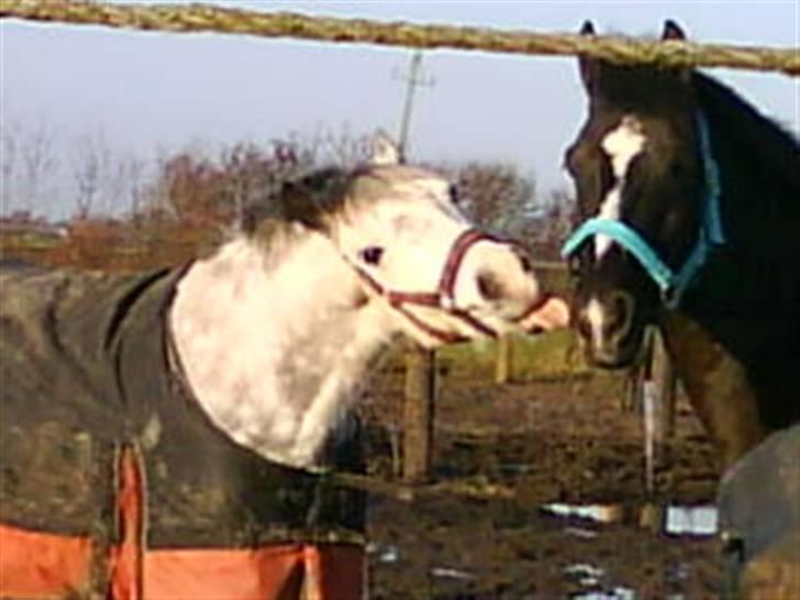 Anden særlig race Walter ( Min pony) billede 13