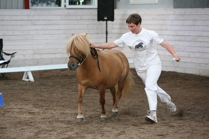 Shetlænder Thorshøjs Menja - Mneja til kåring 2008. Fik 39 point - igen billede 15