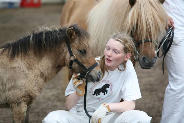 Shetlænder Thorshøjs Menja - Menjas søn Trym var med til kåring, hvor han stod for en god del af underholdningen. billede 16