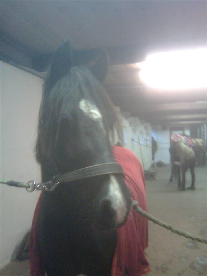 Welsh Pony (sec B) Duchess *Savnet* - Et lidt dårligt billed. Nye er på vej. billede 4