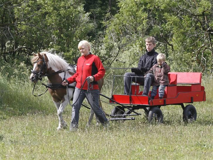 Anden særlig race Chilli Pepper billede 6