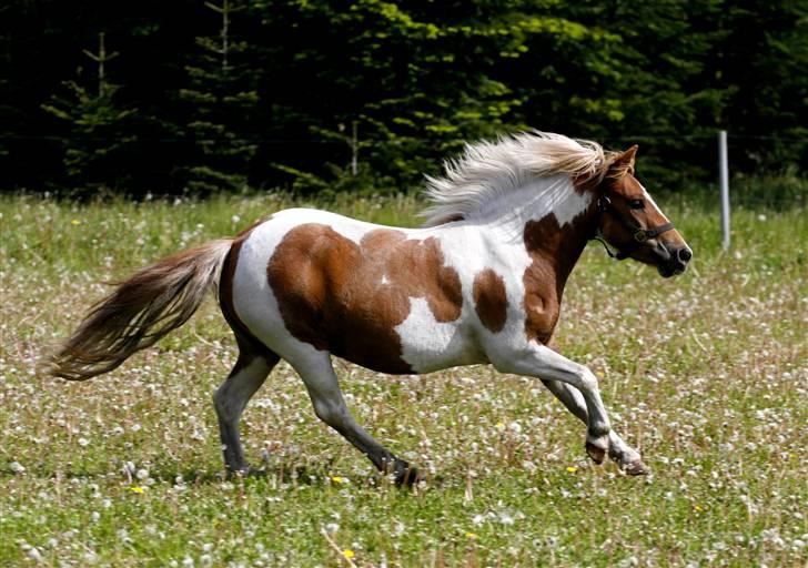 Anden særlig race Chilli Pepper billede 7