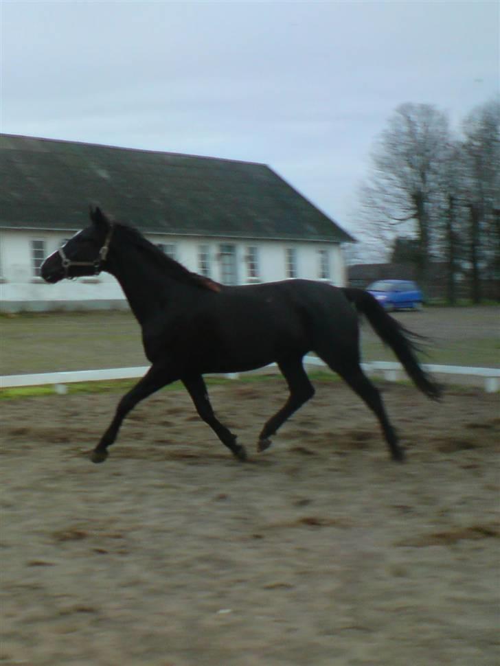 Anden særlig race Venus (solgt) billede 3