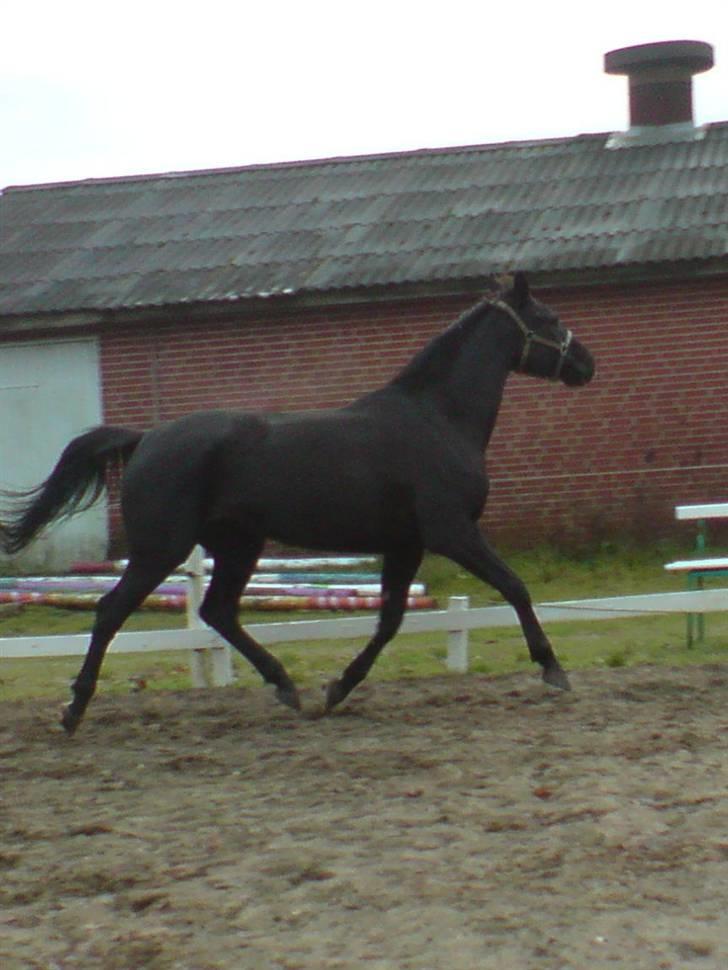Anden særlig race Venus (solgt) billede 4