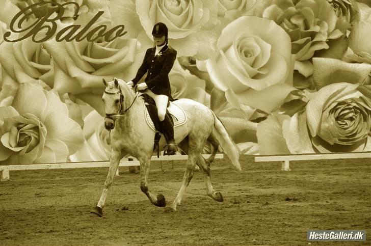 Tysk Sportspony Baloo **SOLGT** - tusind tak Anna Grann fordi du lavede det her billede til mig :-) billede 17