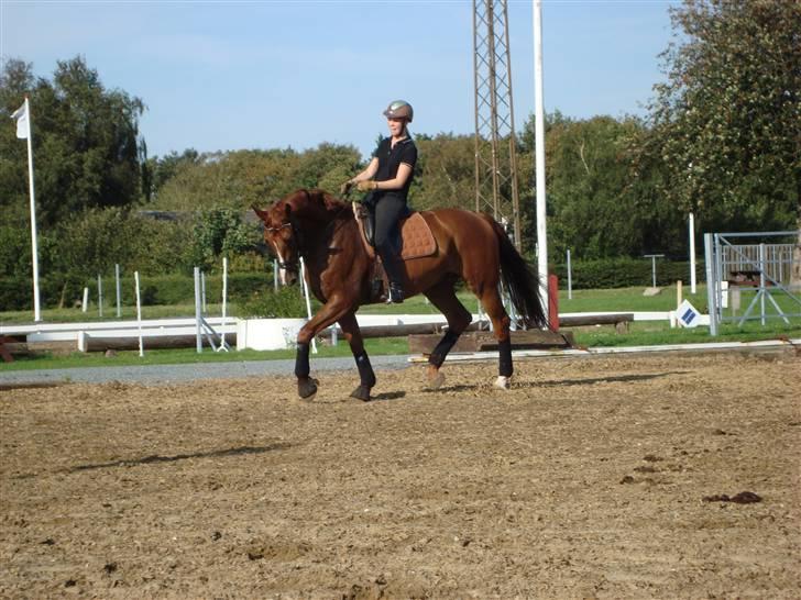 Dansk Varmblod Midtgaards Monty R.I.P - undervisning september billede 6