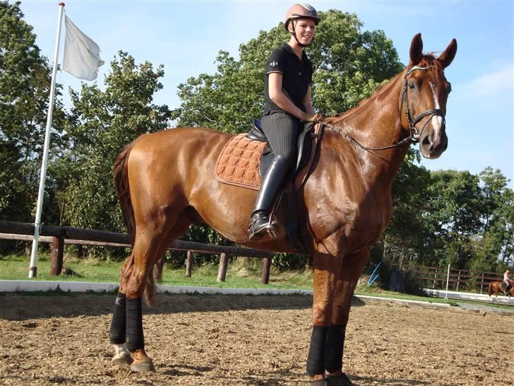 Dansk Varmblod Midtgaards Monty R.I.P - hygge efter undervisning. billede 7