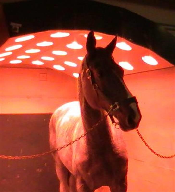 Dansk Varmblod Midtgaards Monty R.I.P - og så en tur i solarium billede 8