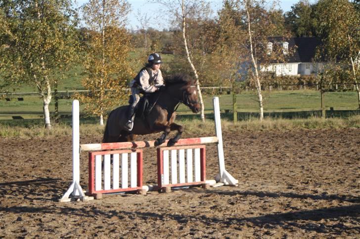 Welsh Pony af Cob-type (sec C) Jackson |SOLGT:'(| - når jeg sidder på dig, føler jeg mig tryg {: billede 9