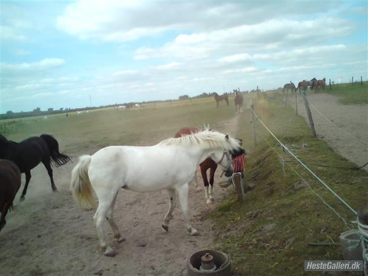 Anden særlig race Sabell <3  (R.I.P) - På sommergræs. billede 2