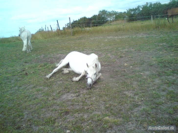 Anden særlig race Sabell <3  (R.I.P) - På sommergræs. billede 3